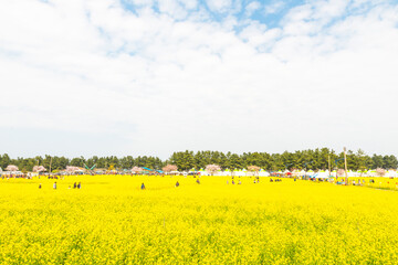 삼척 맹방유채꽃축제 풍경
