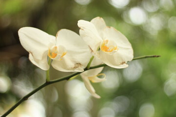 White Orchid