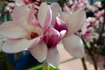 Naklejka na ściany i meble Beautiful pink Magnolia soulangeana flowers on a tree. Blooming Magnolia Tulip Tree.Blooming beautiful pink magnolia in spring. Magnolia soulangeana close-up.