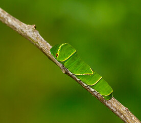 Swallowtail Caterpillar on a Branch