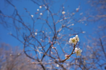 春の訪れを知らせる梅の花の開花