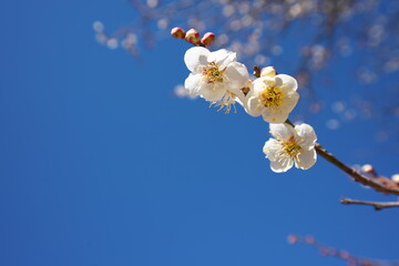 春の訪れを知らせる梅の花の開花