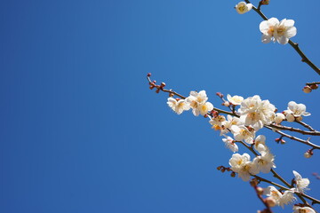 春の訪れを知らせる梅の花の開花