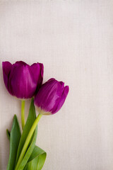 Simple tulip against a cream colored fabric; two purple tulip flowers on a textured white background