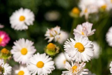 Obraz na płótnie Canvas Pure white chamomile flowers welcome the spring season.