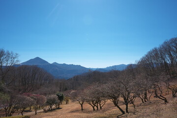 ２月の梅園の風景