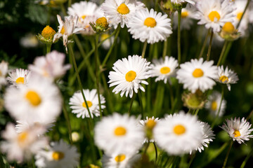 Pure white chamomile flowers welcome the spring season.