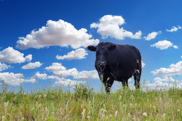 Fototapeta premium A black cow on farm bright summer sunny day