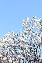 白い梅の花