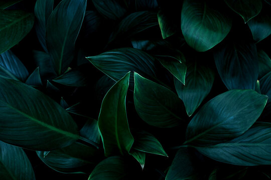 closeup nature view of green leaf in garden, dark wallpaper concept, nature background, tropical leaf © Nabodin