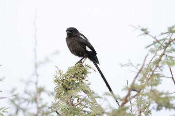 Kruger National Park: Magpie shrike