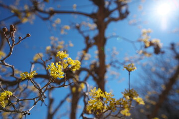 春の訪れを知らせる梅の開花