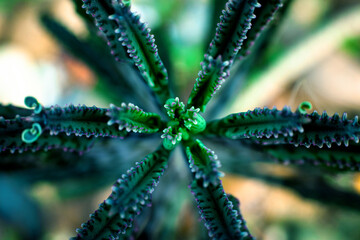 closeup agave cactus, abstract natural pattern background and textures