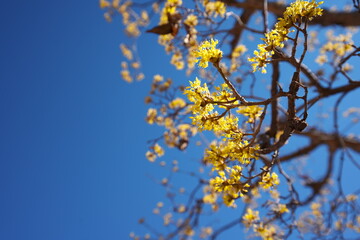 春の訪れを知らせる梅の開花