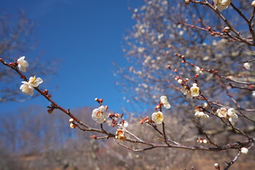 木, とぶ, 全盛期, 花, サクランボ, 自然, 空, ブランチ, 白, 咲く, 青, 花, ピンク, すごい, 植える, 全盛期, 庭, 季節, 美しさ, 美しい, 日本, 木, 新鮮, 梅, 梅園, 梅の開花, 快晴, 晴天, 晴れ, 青空, 空, 青, 白, 埼玉, 秩父, 日本, 風情, 情緒, 公園, 観光, 入場券, 松竹梅, 春先, 訪れ, 梅干し, すっぱい