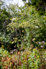 morning summer forest after the rain