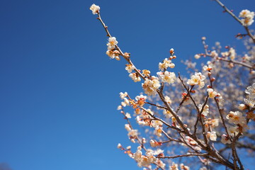 春の訪れを知らせる梅の開花