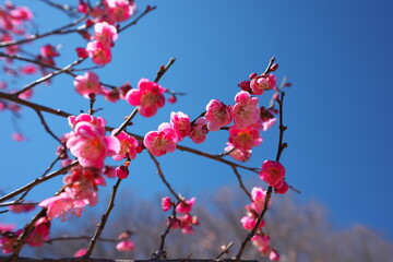 Fototapeta na wymiar 春の訪れを知らせる梅の開花