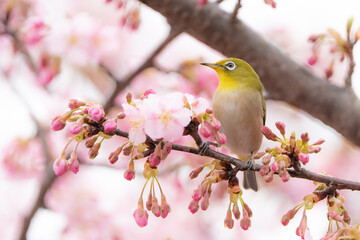 桜とメジロ