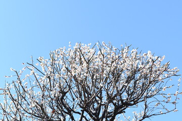 白い梅の花