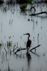 Sombra de una garza