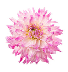 Deautiful flower of pink dahlia isolated on a white background