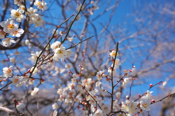 春の訪れを知らせる梅の花の開花