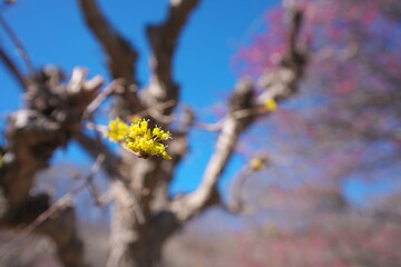 春の訪れを知らせる美しい黄色の花