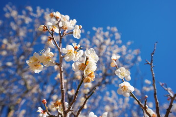 春の訪れを知らせる梅の花の開花