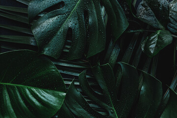 Monstera palm green leaves on black background