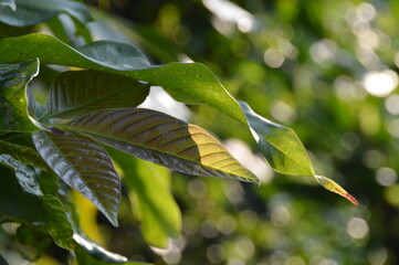 close up of green leaves 