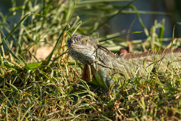 Disparo de enfoque selectivo de una iguana en pastizales
