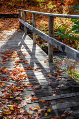 Narrow wooden footbridge with fallen leaves over a river in an autumn maple forest lit by the sun in Vermont