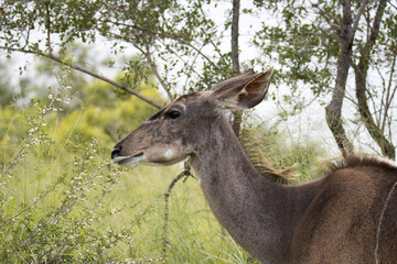 Kruger National Park: kudu cow browsing