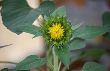 Closeup of Sunflower Bud in Its Plant with Selective Focus