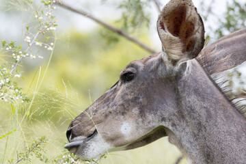 Kruger National Park