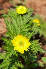 日差しを浴びる福寿草　山里の春をつげる花