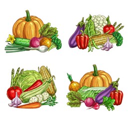 Fresh farm vegetable vector sketches of garden veggie food. Ripe tomato, carrot, chilli and bell peppers, broccoli, onion, garlic and zucchini, radish, cauliflower, asparagus, green and napa cabbage