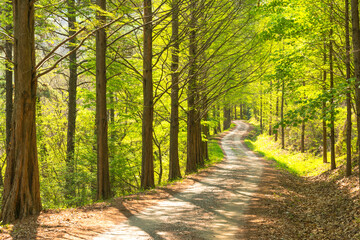 계족산성 트레킹
