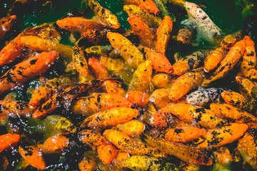 Beautiful large group of orange koi fish at lake