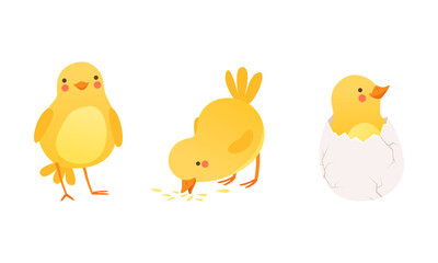 Funny Yellow Chicken in Different Situations Set, Cute Baby Bird Character Cartoon Vector Illustration