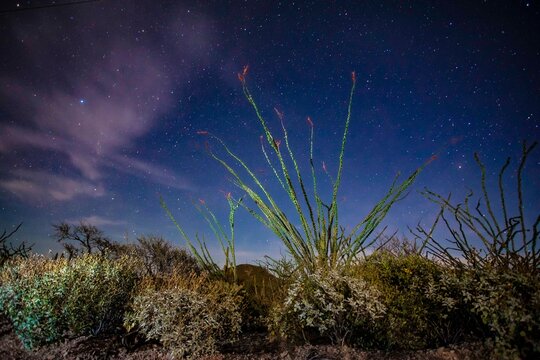 ocotillo, sahuaro, pithaya and plants of the Sonoran desert in a starry night, Choyudo, Sonora, Mexico, Gulf of California, ecosystem. flowers, flowered, spring in the desert