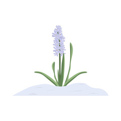 Blooming blue hyacinth from under the snow. Spring flower with leaves. Isolated element on a white background. For the design of cards, banners, posters. Vector illustration.