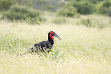 Kruger National Park: Southern Ground-hornbill