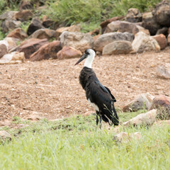 Kruger National Park:  Woolly-necked stork