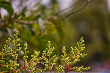 flowers of a tree