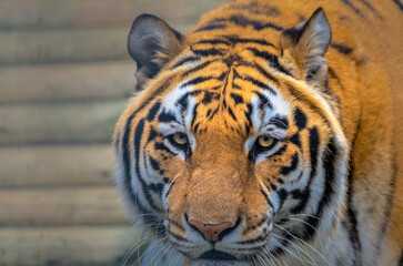 2021-02-19 CLOSE UP HEAD SHOT OF A SIBERIAN TIGER CLOSE UP HEAD SHOT