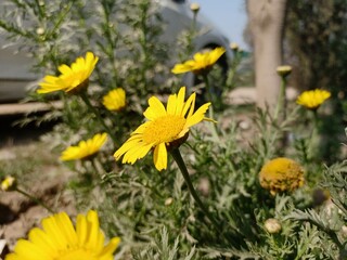 yellow flowers in the garden