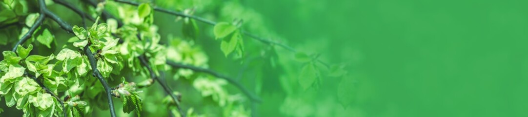 young fresh green leaves in sunny spring day. blurred greenery background