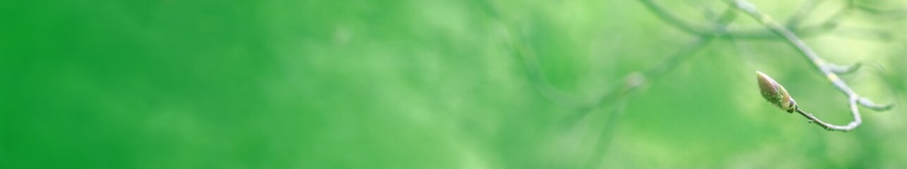 first buds on tree branch. spring natural blurred background